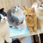 Ilustrasi Kucing