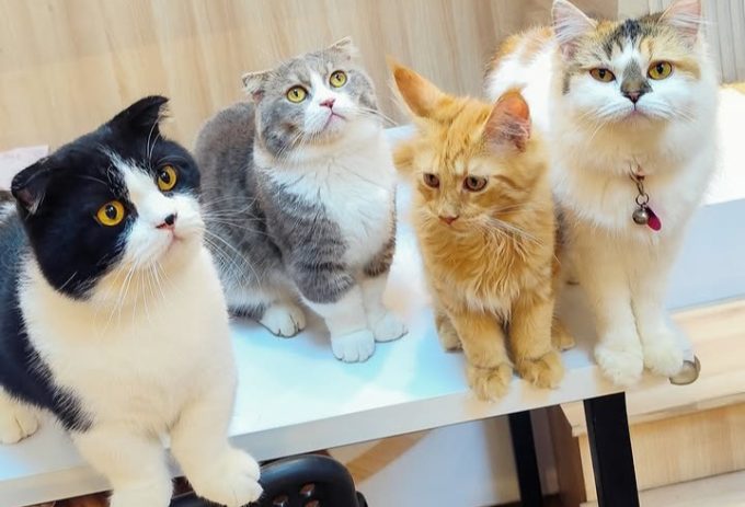 Ilustrasi Kucing