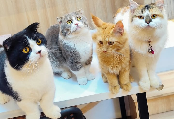 Ilustrasi Kucing